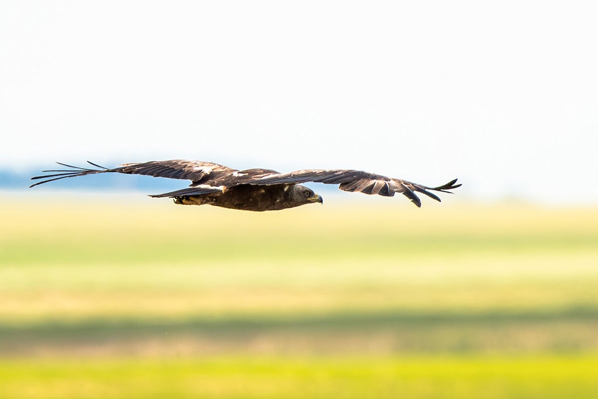 Lesser Spotted Eagle - ML621199475