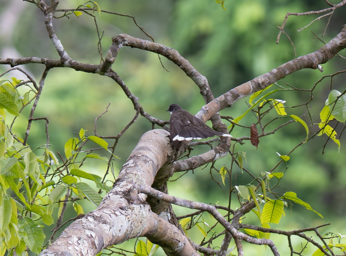 Philippine Pied-Fantail - ML621199485