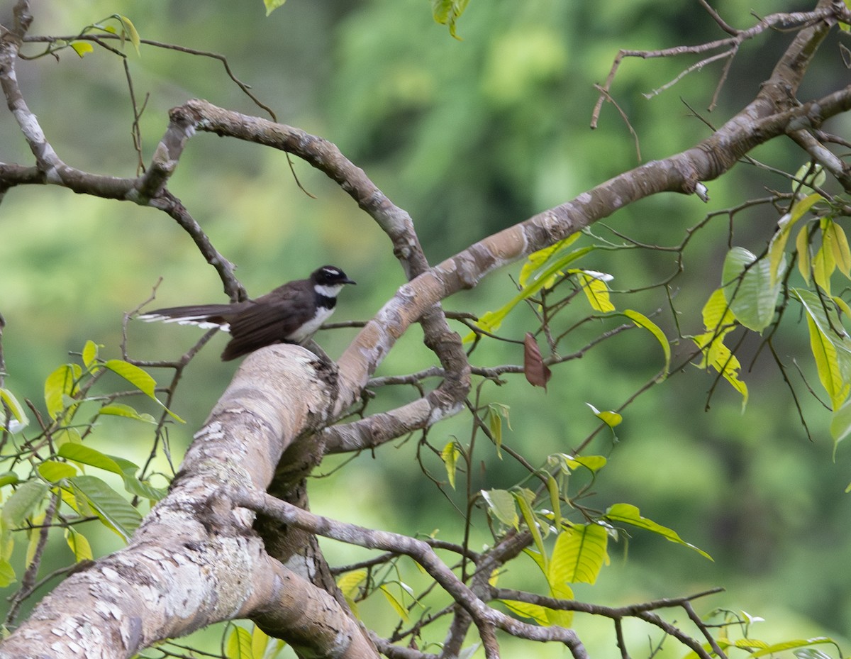 Philippine Pied-Fantail - ML621199486