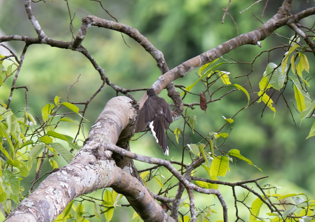 Philippine Pied-Fantail - ML621199487