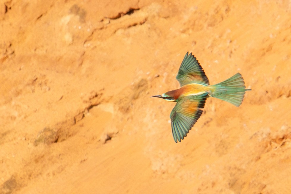 European Bee-eater - ML621199493