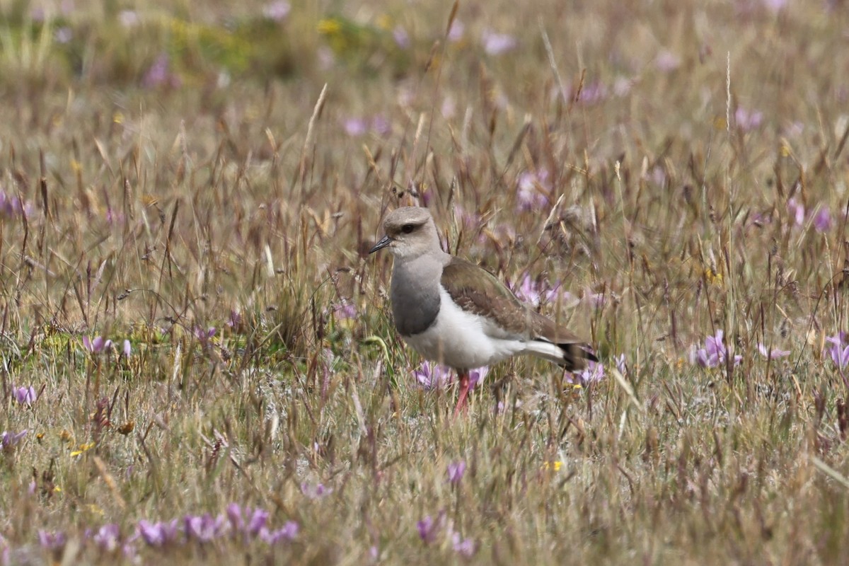 Andean Lapwing - ML621199510