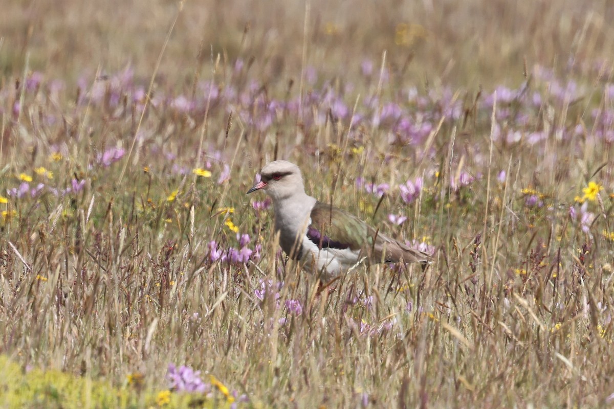 Andean Lapwing - ML621199512