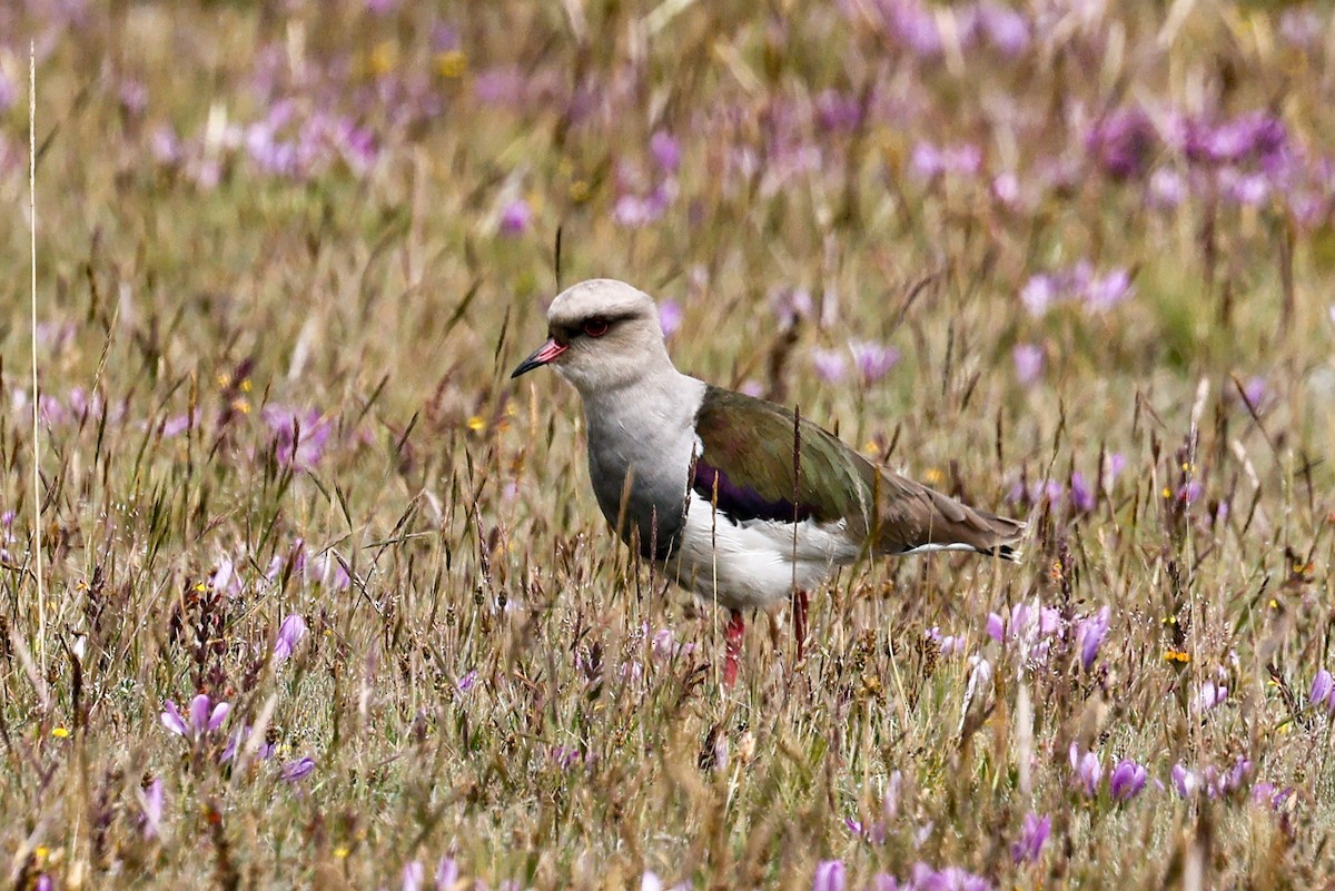 Andean Lapwing - ML621199514