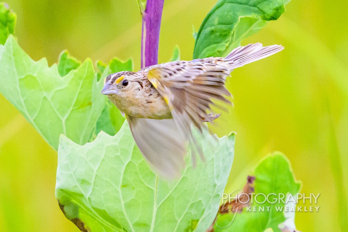 Grasshopper Sparrow - ML621199537