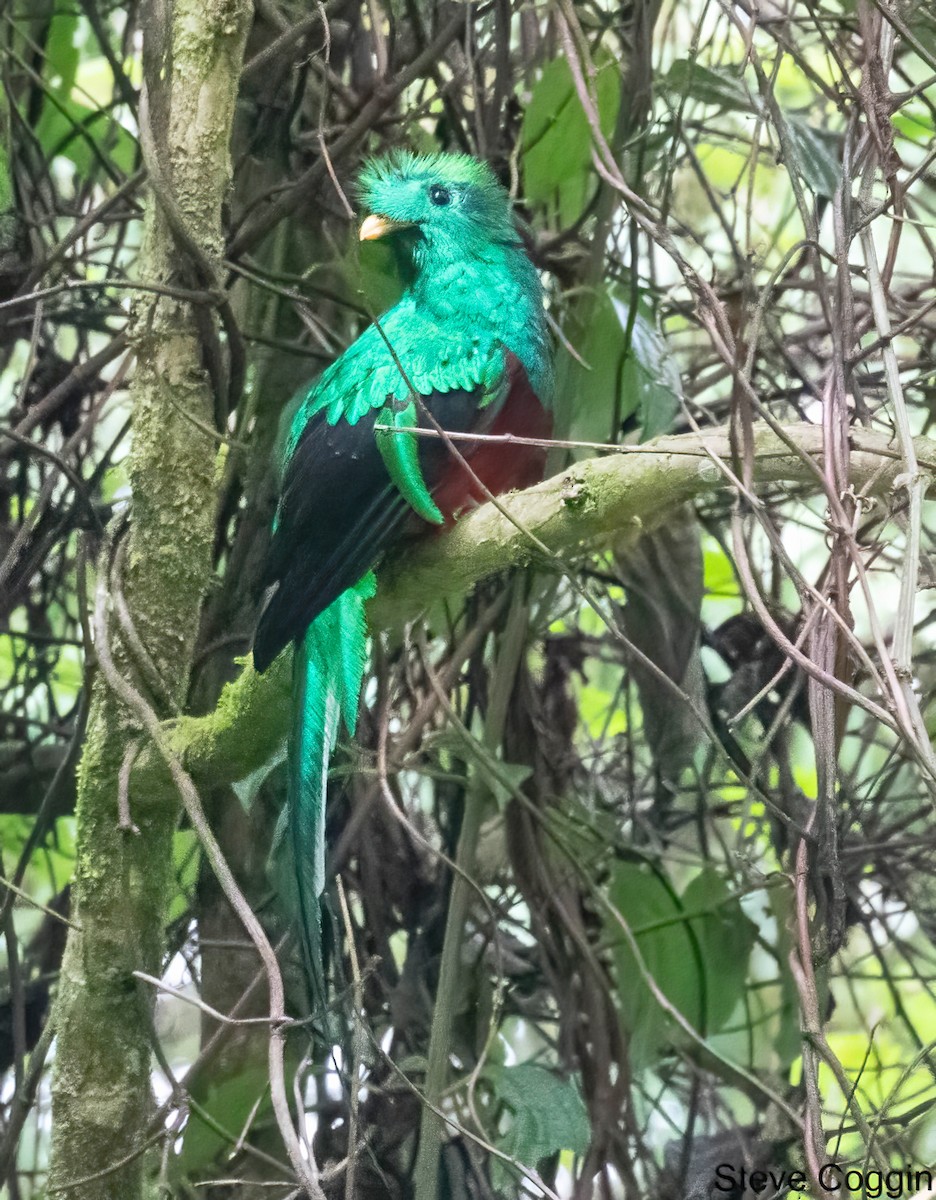 Quetzal Guatemalteco - ML621199549