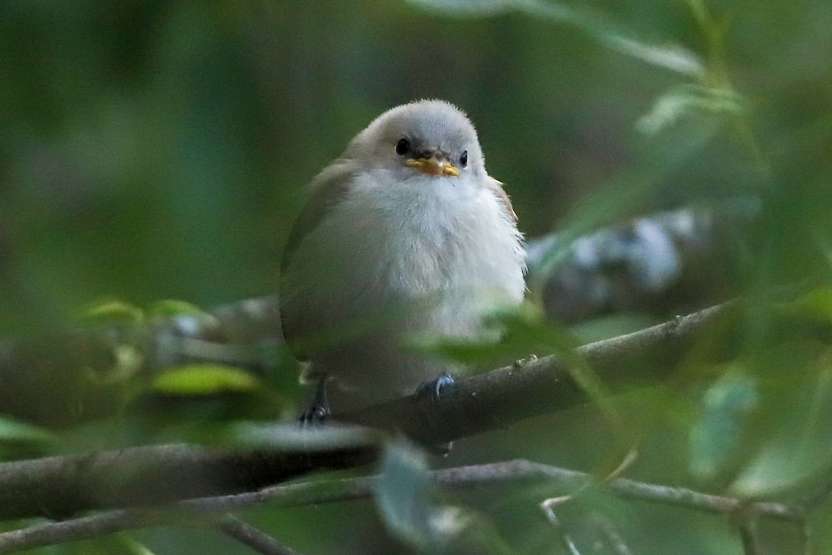 Eurasian Penduline-Tit - ML621199625
