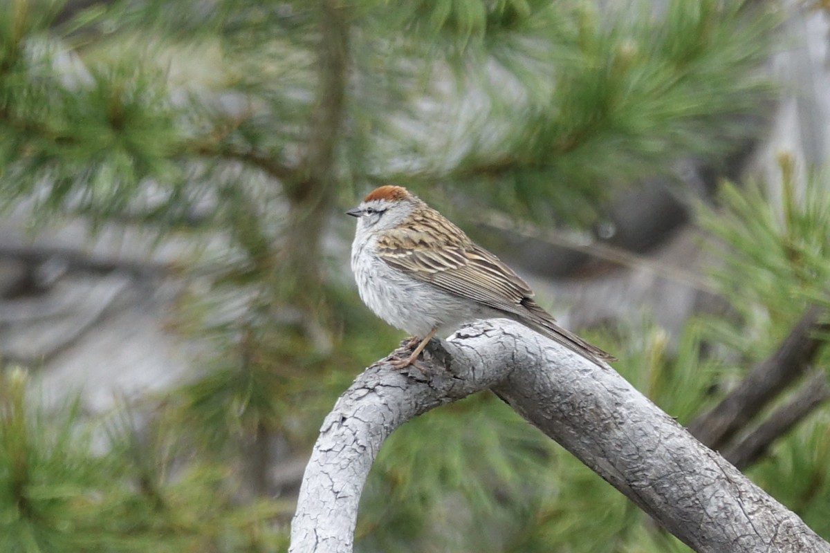 Chipping Sparrow - ML621199626
