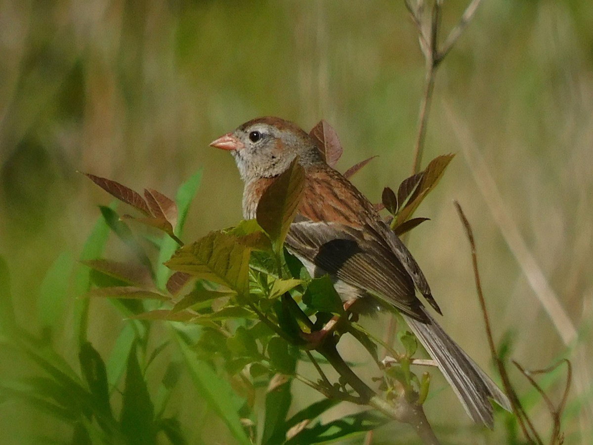 Field Sparrow - ML621199638