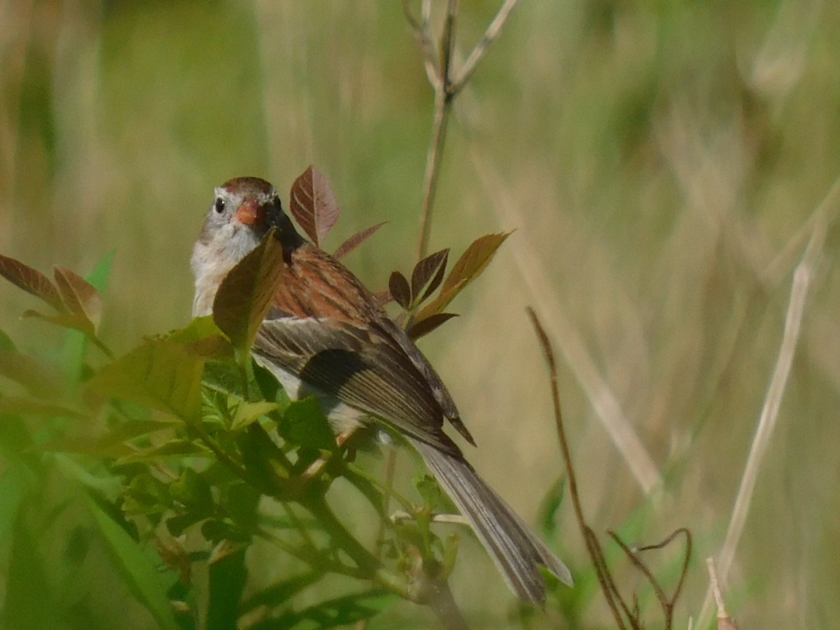 Field Sparrow - ML621199639