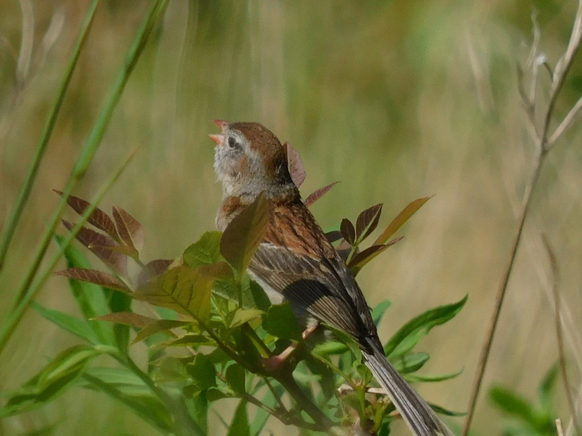 Field Sparrow - ML621199640