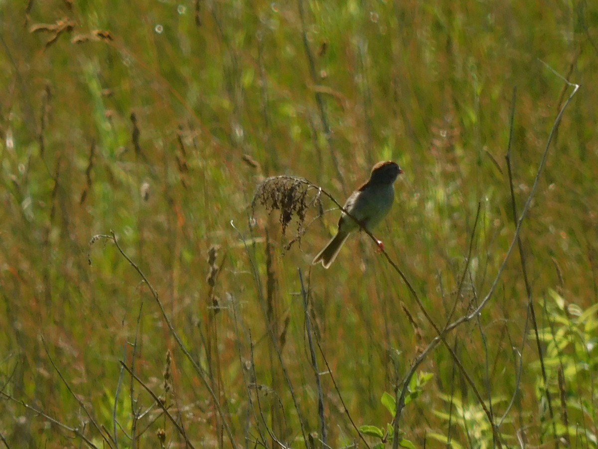 Field Sparrow - ML621199641