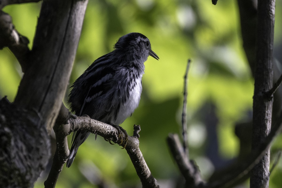 Black-and-white Warbler - ML621199667