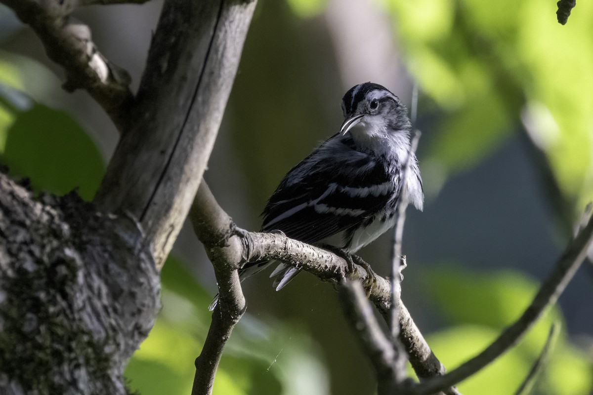 Black-and-white Warbler - ML621199669