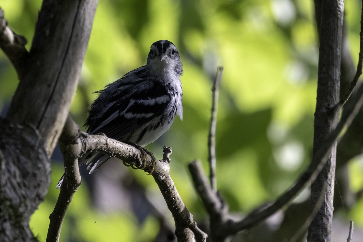 Black-and-white Warbler - ML621199670