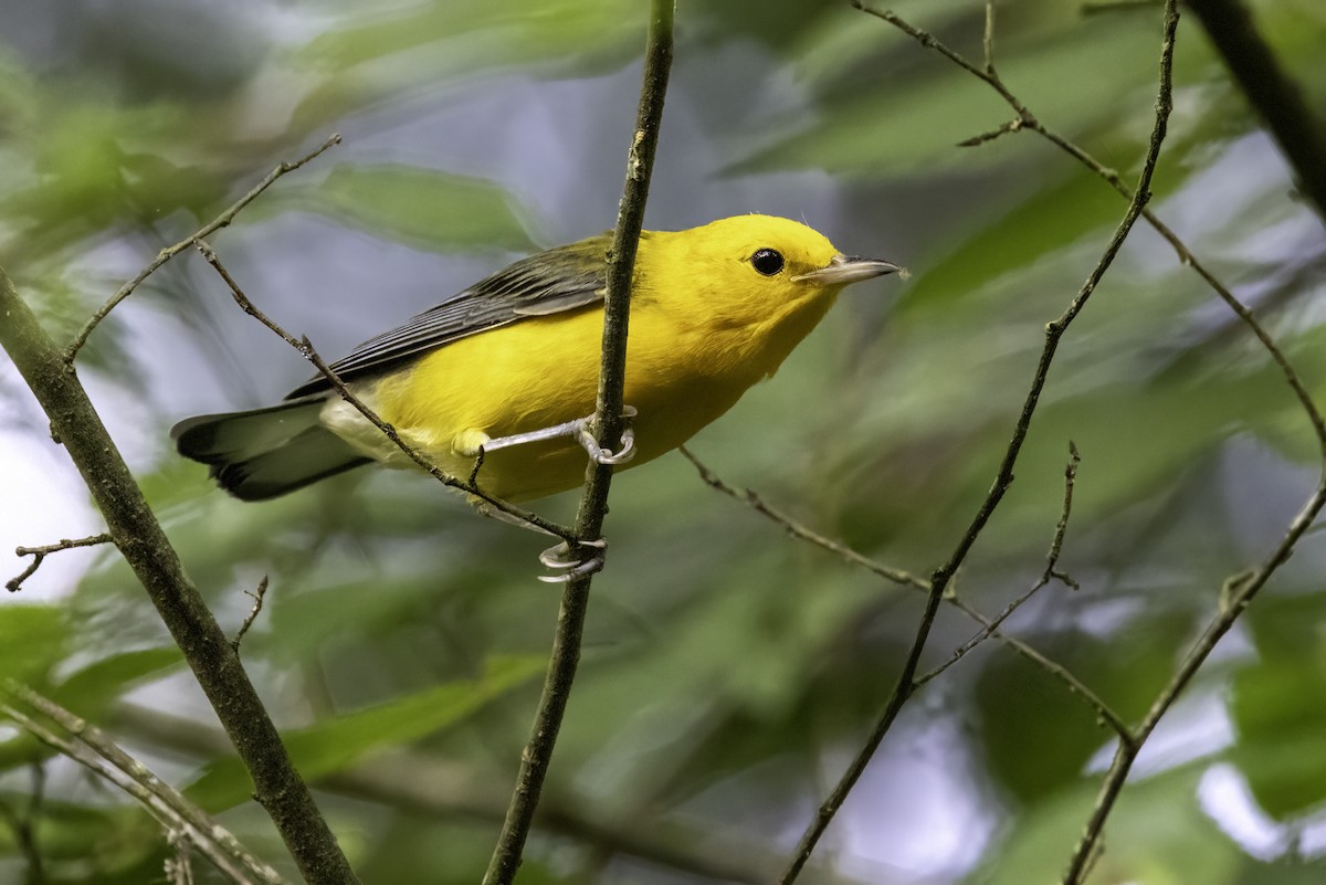 Prothonotary Warbler - ML621199671