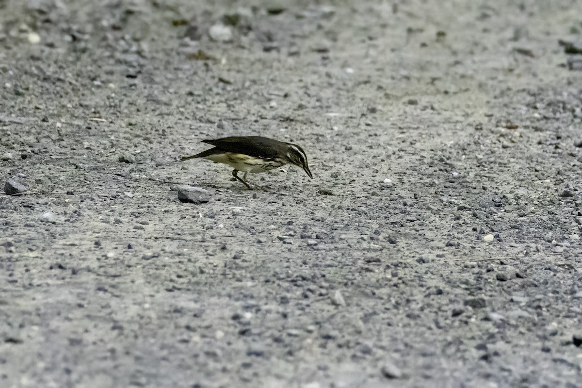 Paruline hochequeue - ML621199674