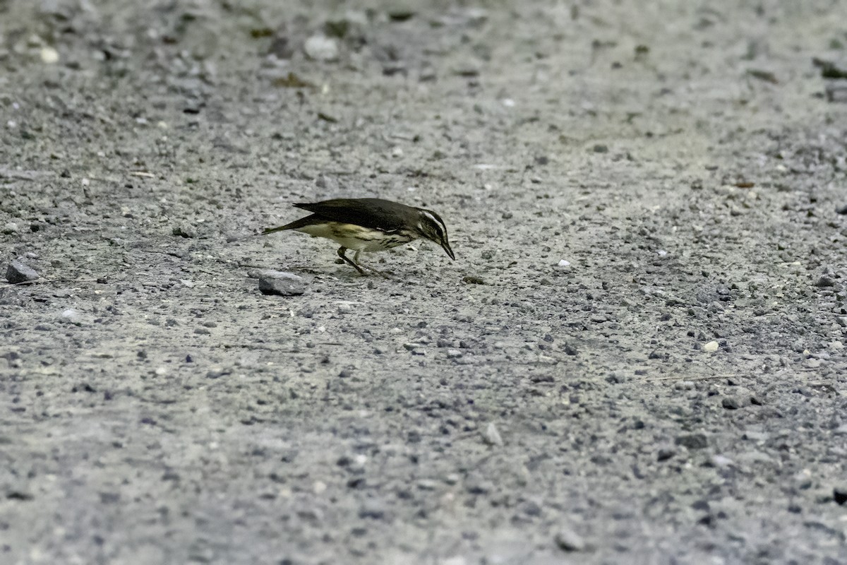 Louisiana Waterthrush - ML621199674