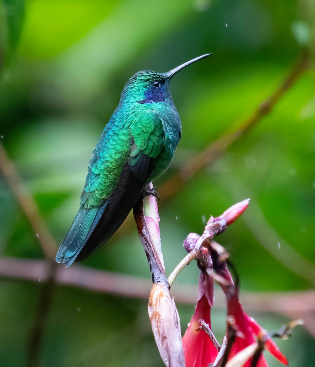 kolibřík modrouchý - ML621199675