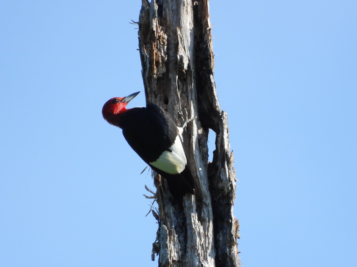 Red-headed Woodpecker - ML621199702