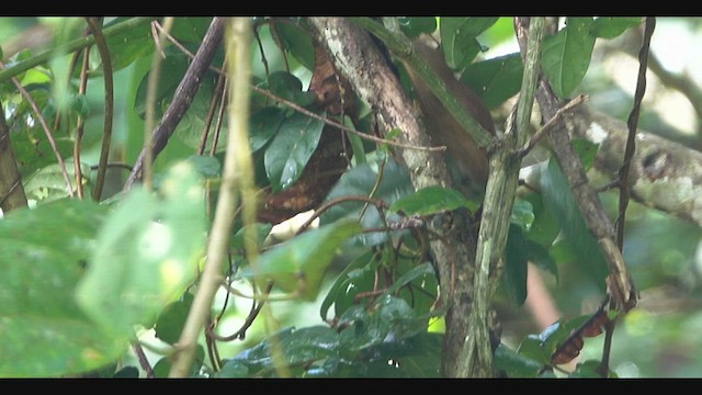 Cinnamon-throated Woodcreeper - ML621199705