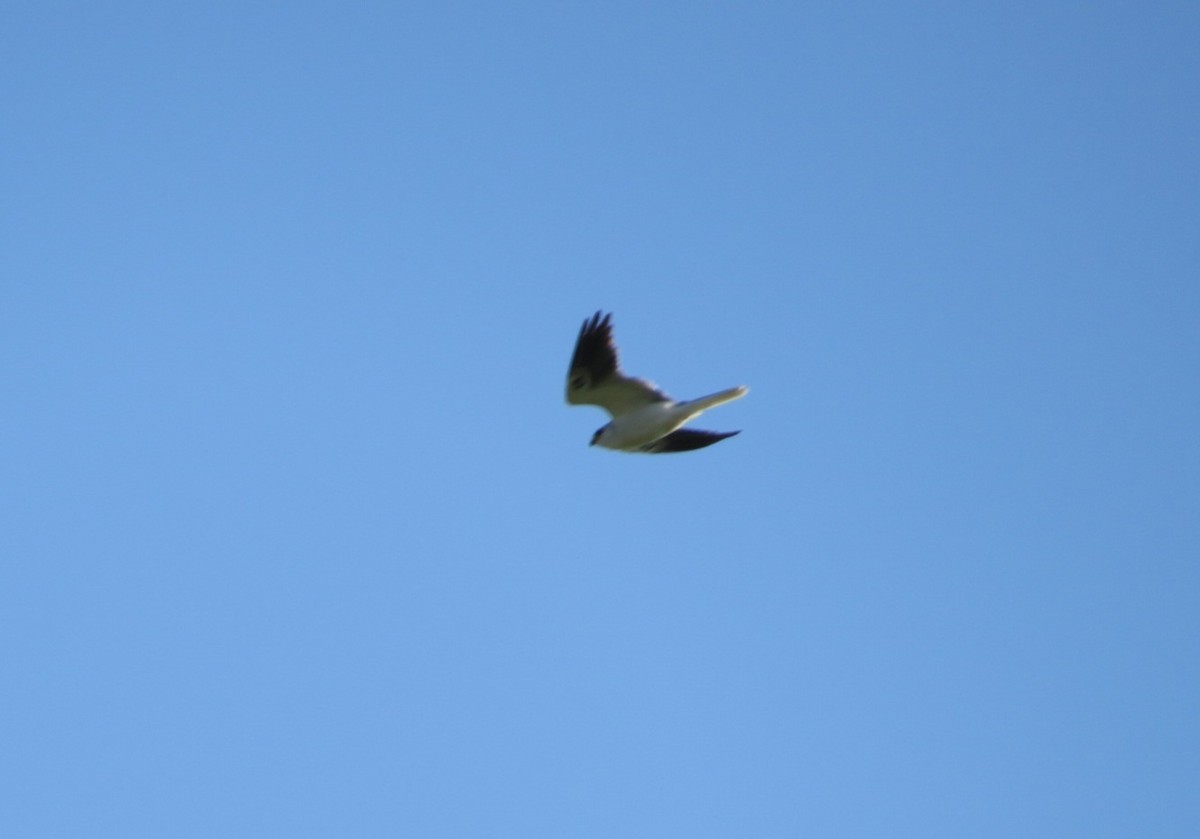 White-tailed Kite - ML621199731