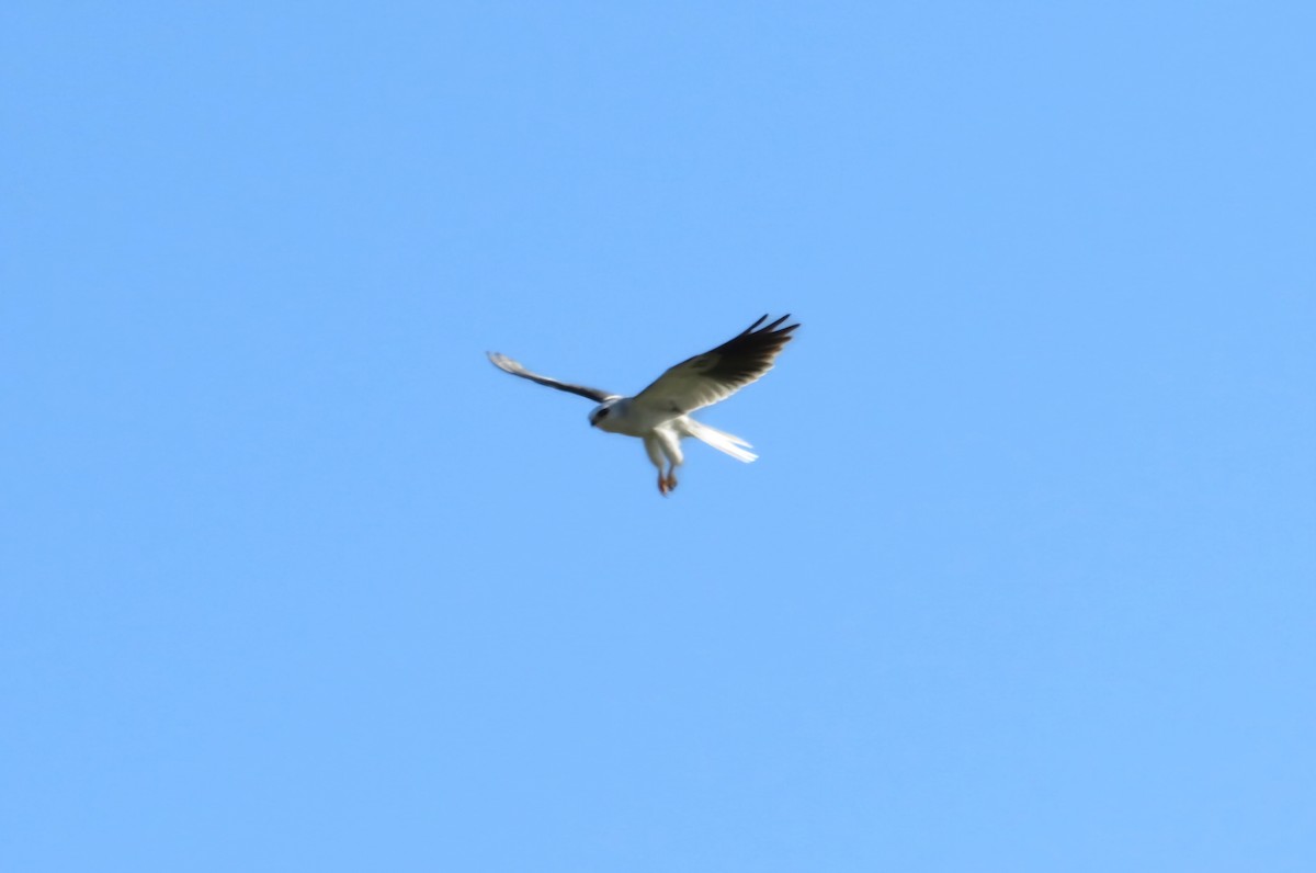 White-tailed Kite - ML621199732