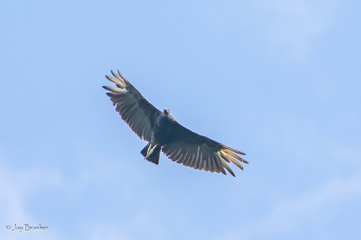 Black Vulture - ML621199736