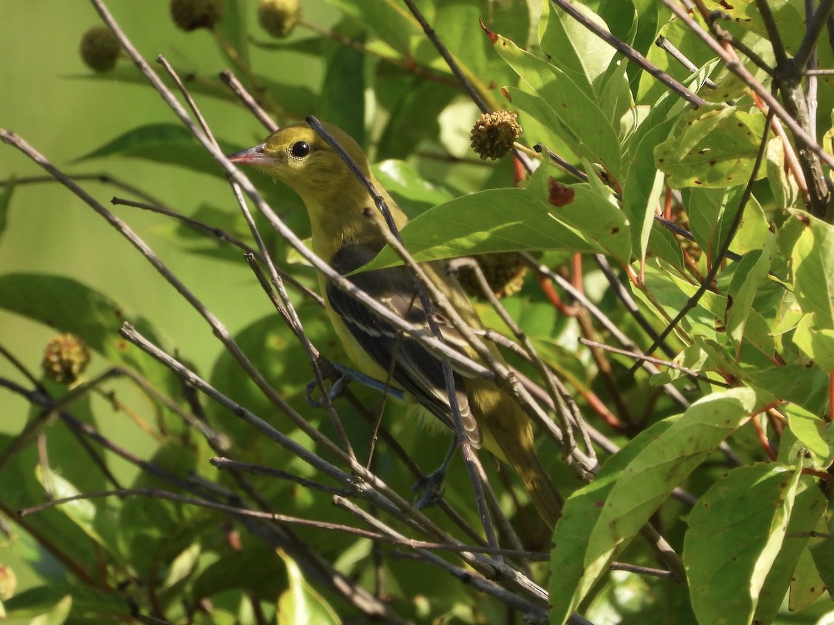 Orchard Oriole - ML621199737