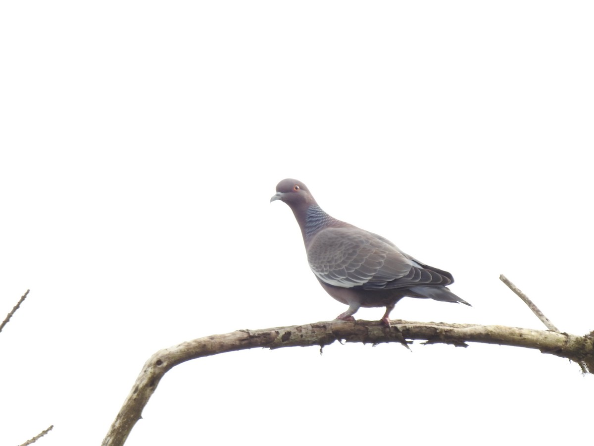 Pigeon picazuro - ML621199738