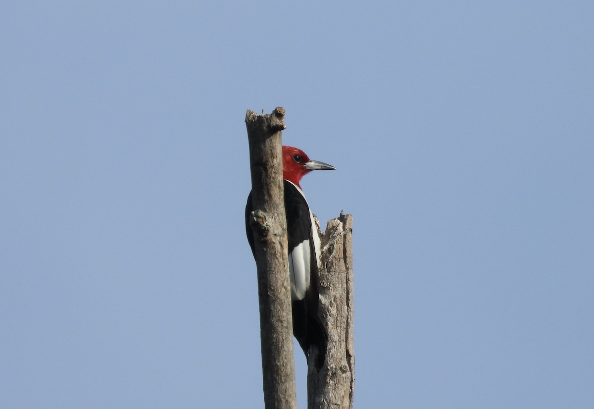Red-headed Woodpecker - ML621199771