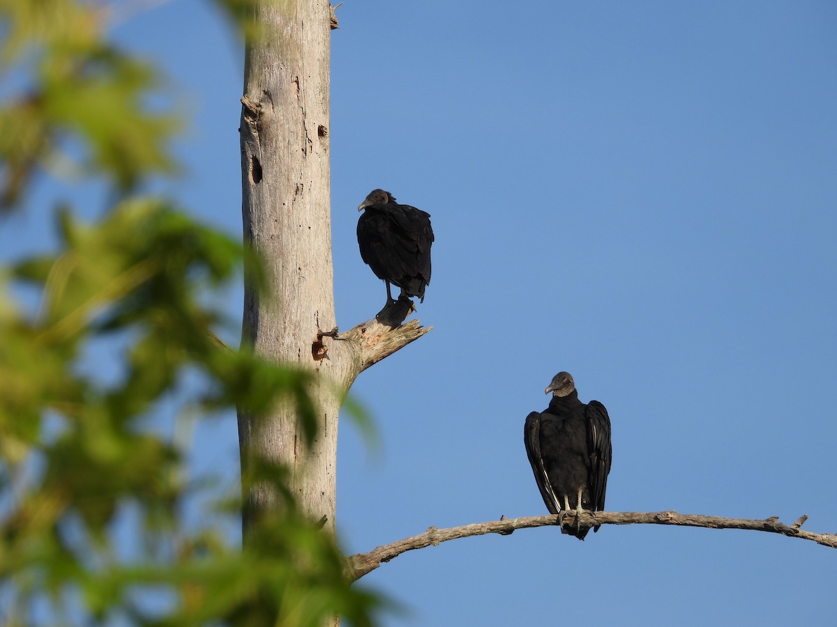 Black Vulture - ML621199802