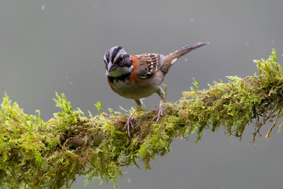 Rufous-collared Sparrow - ML621199804