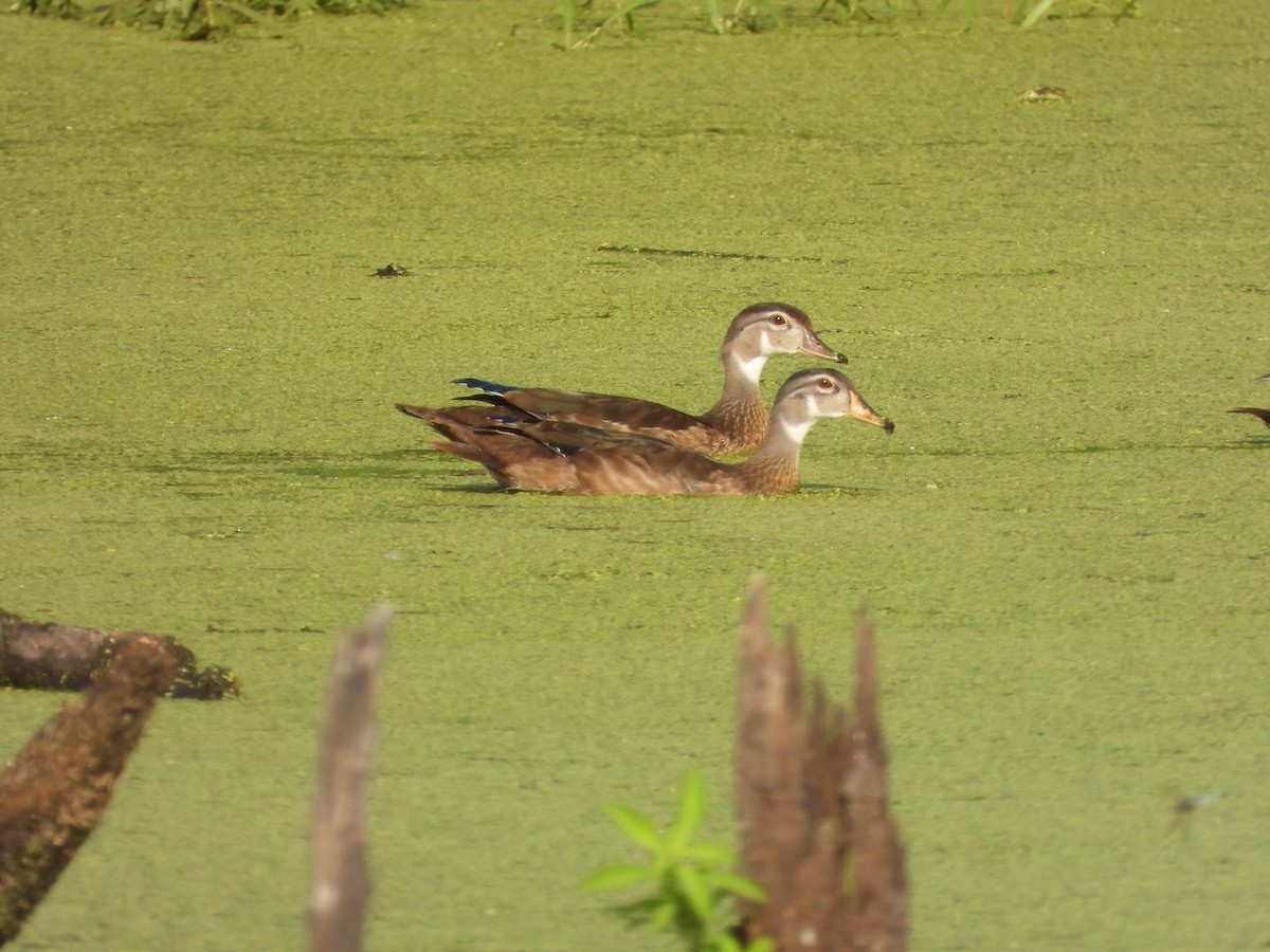 Wood Duck - ML621199815