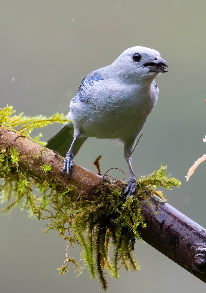 Blue-gray Tanager - ML621199832