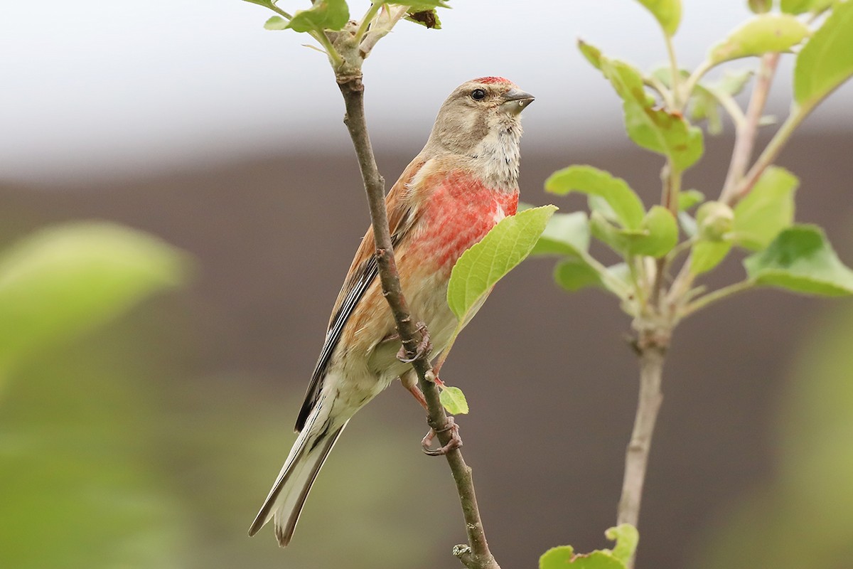 赤胸朱頂雀 - ML621199835