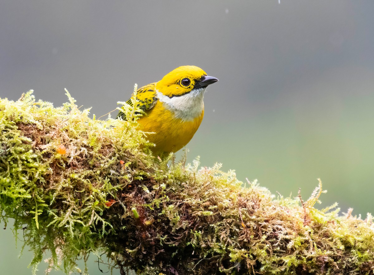 Silver-throated Tanager - ML621199838