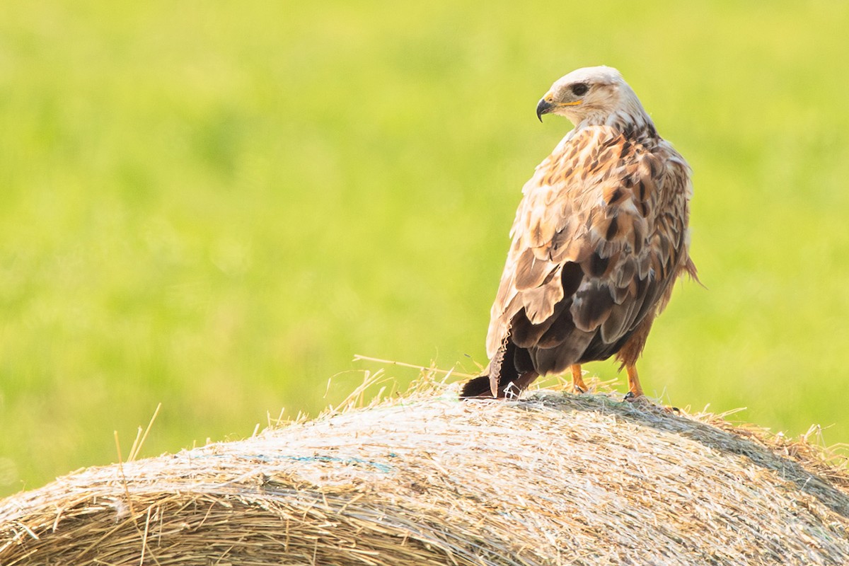 Long-legged Buzzard - ML621199858