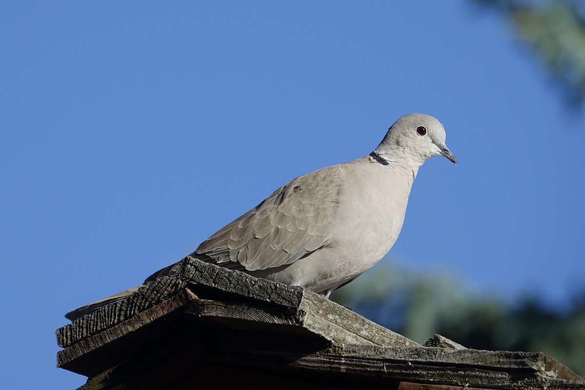 Eurasian Collared-Dove - ML621199880