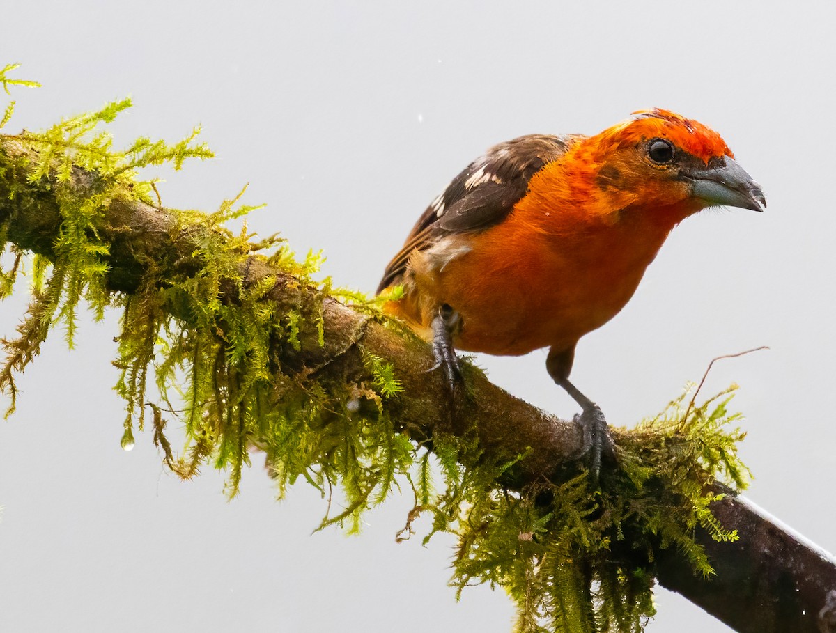 Flame-colored Tanager - ML621199885
