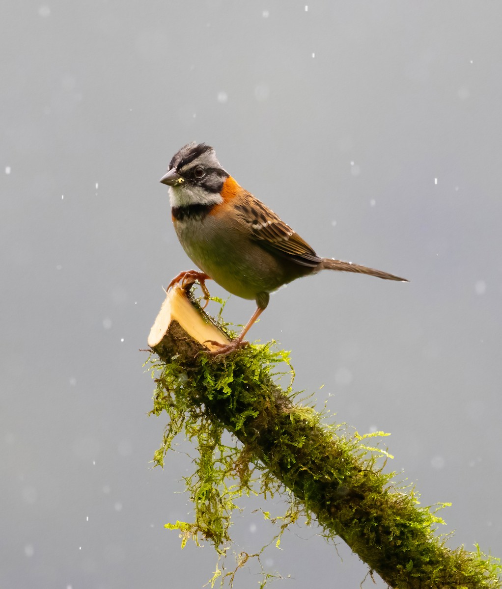 Rufous-collared Sparrow - ML621199888
