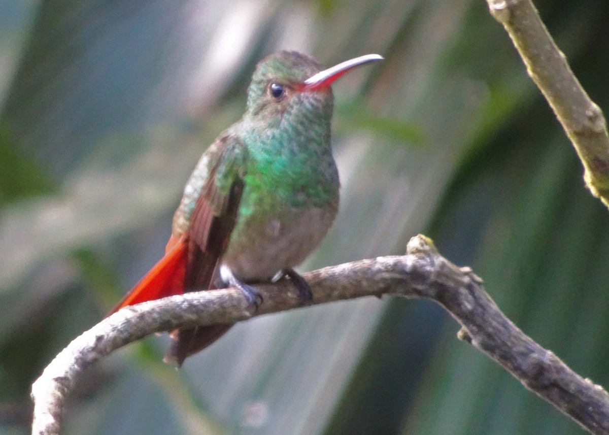 Rufous-tailed Hummingbird - ML621199892