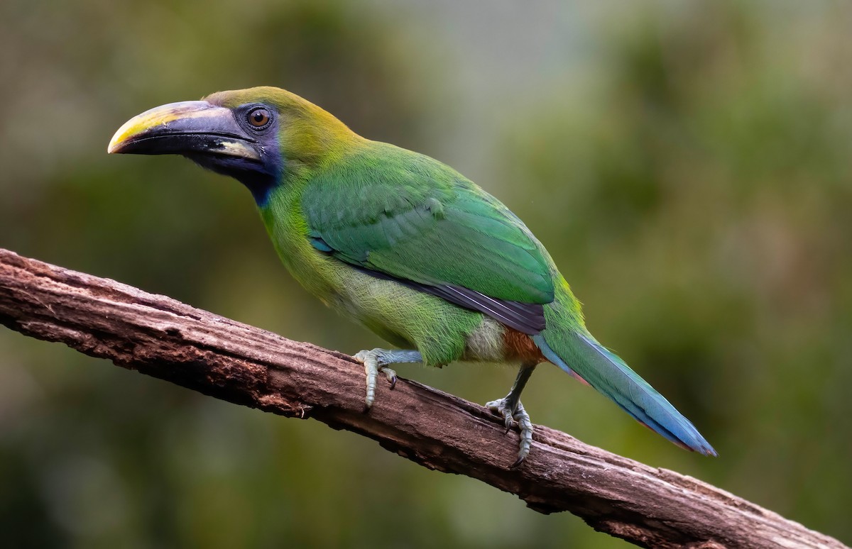 Northern Emerald-Toucanet (Blue-throated) - ML621199926