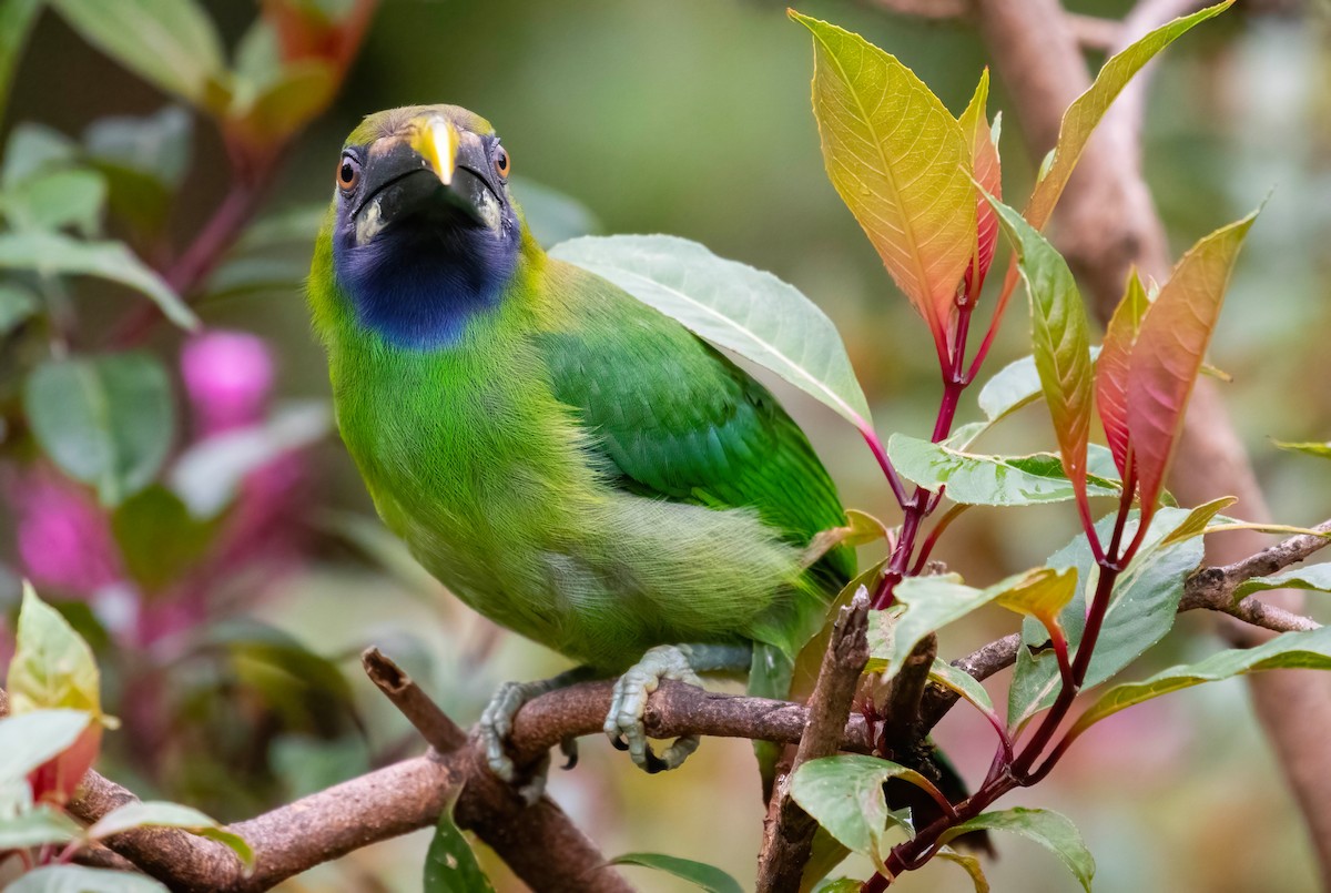 Northern Emerald-Toucanet (Blue-throated) - ML621199927