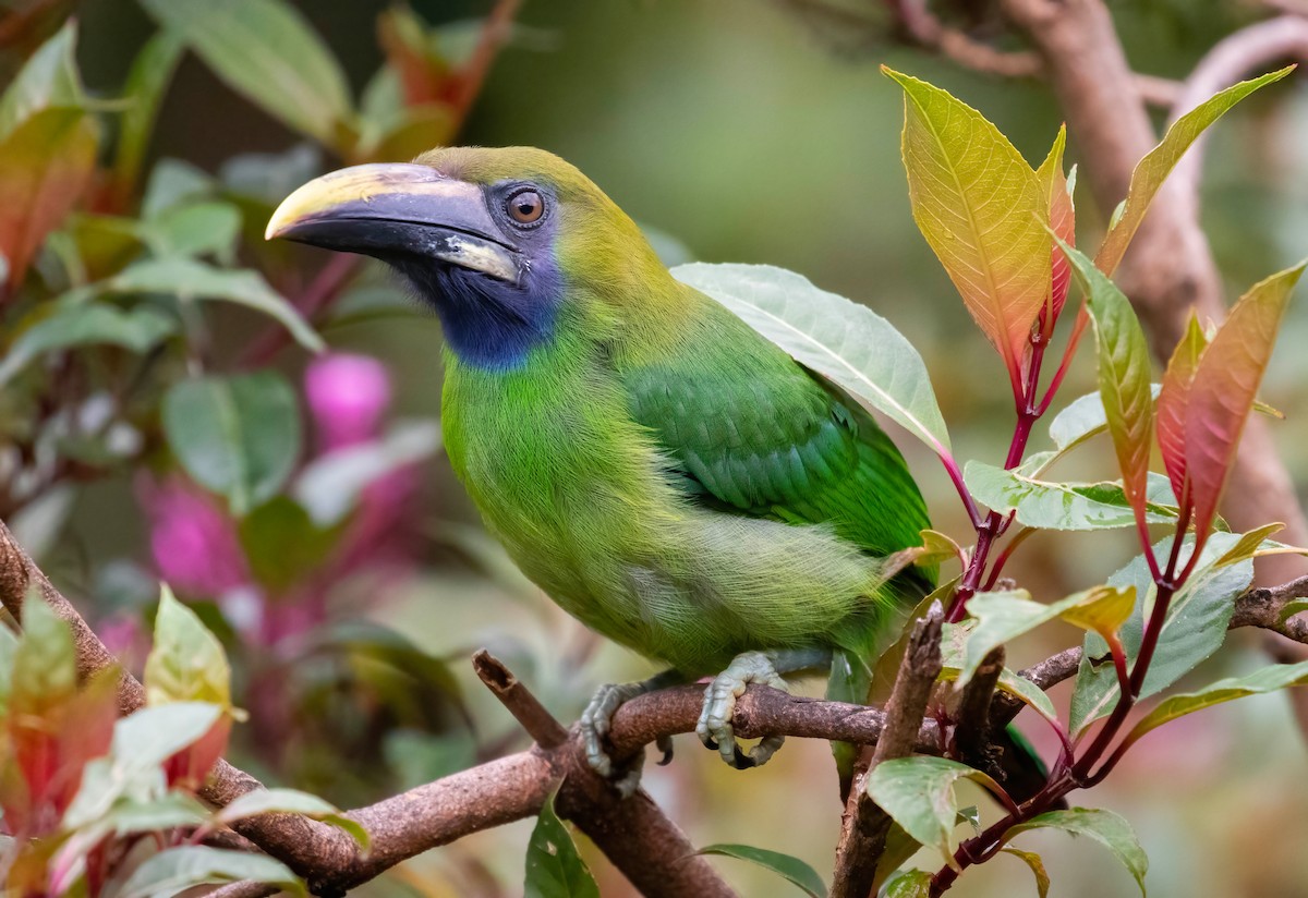Northern Emerald-Toucanet (Blue-throated) - ML621199928