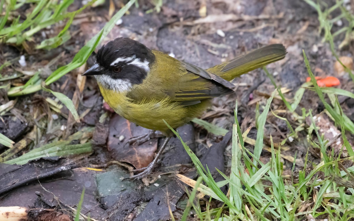 Sooty-capped Chlorospingus - ML621199943