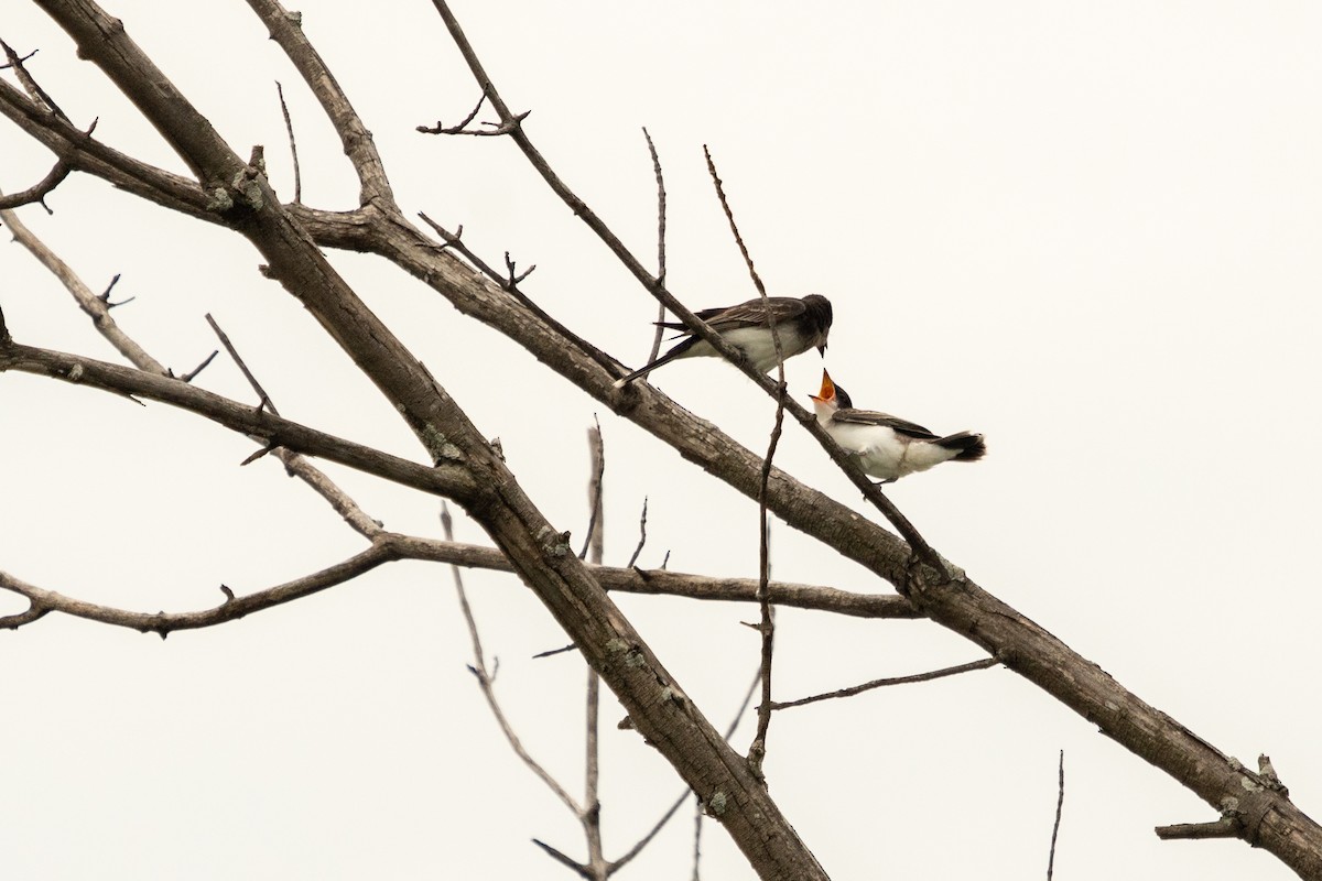 Eastern Kingbird - Chantal Pharand