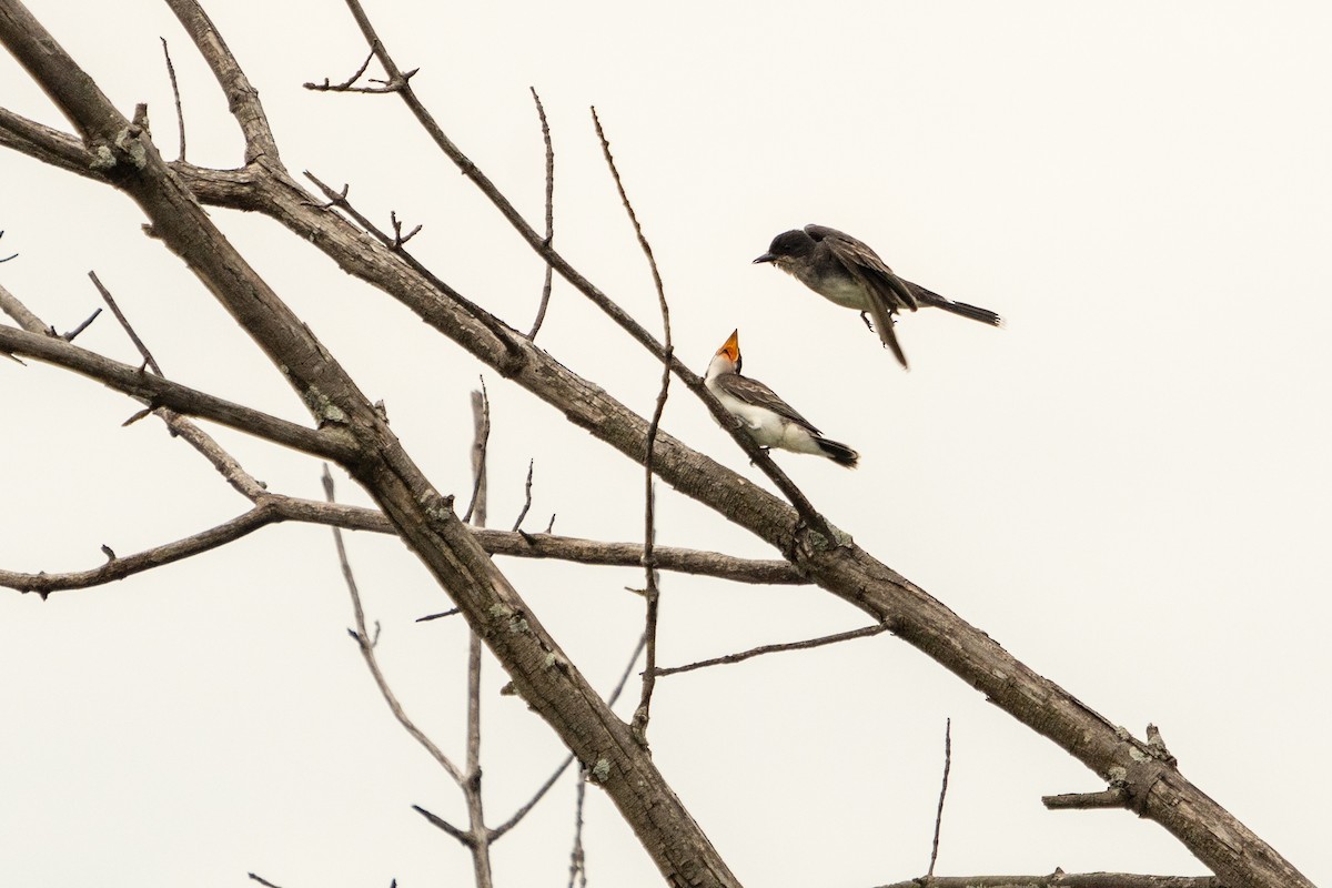 Eastern Kingbird - ML621199959