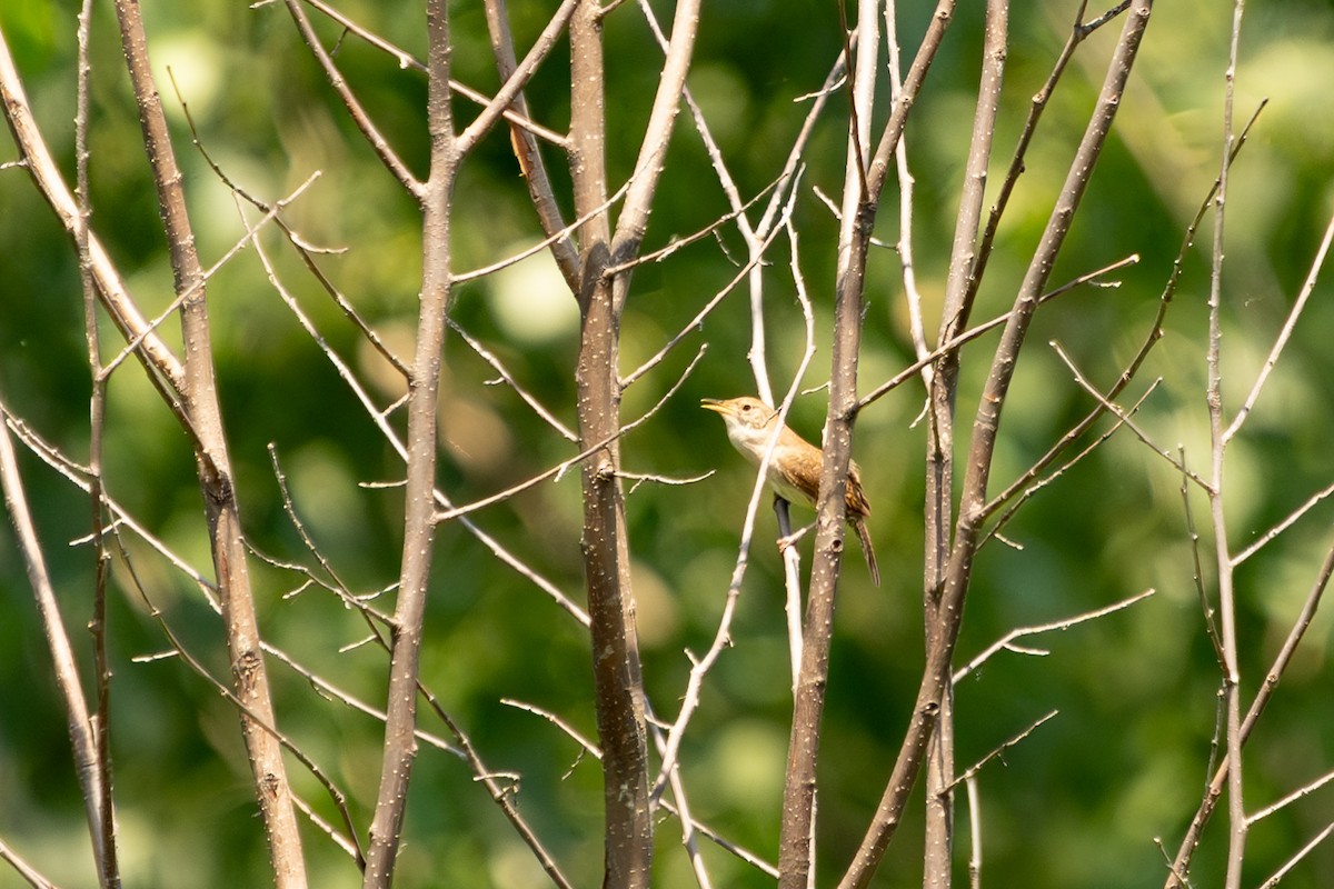 House Wren - ML621199967