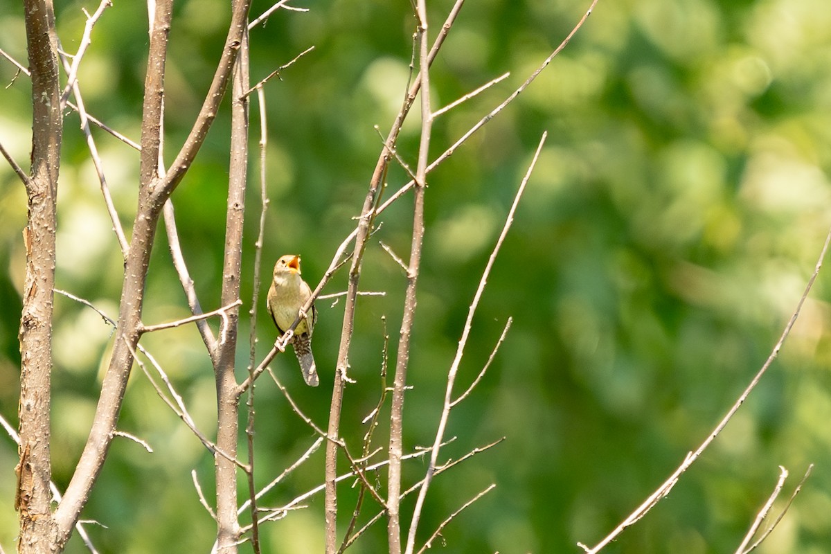 House Wren - ML621199968